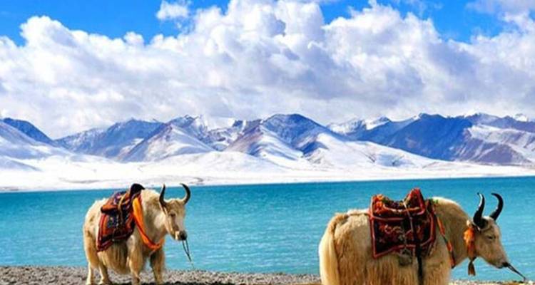 Zwei gesattelte Yaks stehen neben einem strahlend türkisfarbenen See mit schneebedeckten Bergen unter einem Himmel voller flauschiger Wolken.