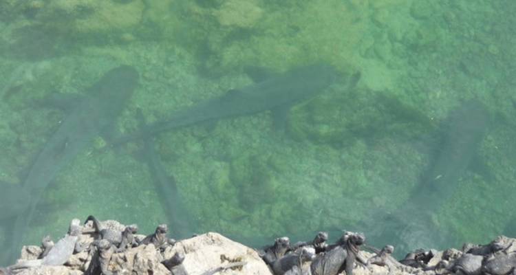 Witpuntrifhaaien zichtbaar onder helder groen water nabij rotsachtige kust met leguanen.
