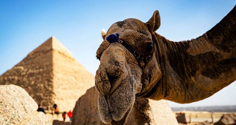 Primer plano de la cara de un camello con una pirámide desenfocada en el fondo