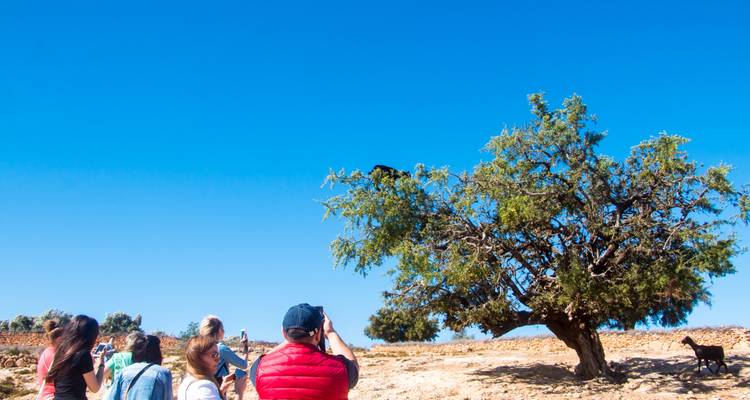 Toeristen fotograferen zwarte geiten die in een arganboom zitten tegen een perfecte blauwe hemel.