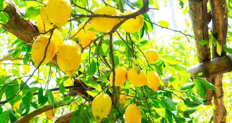 Zongevlekte takken zwaar beladen met rijpe gele citroenen in een mediterrane boomgaard.