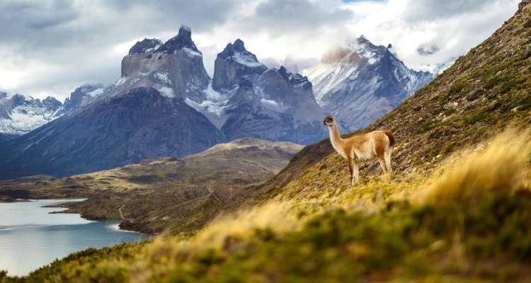 Guanaco staat alert op grasrijke helling met uitzicht op turquoise meer en grillige pieken van Torres del Paine.