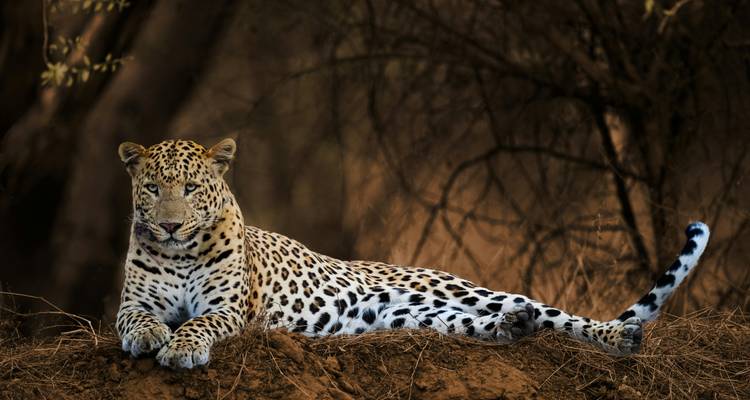 Elegante leopardo recostado sobre un montículo de tierra en medio del bosque seco de Ranthambore.