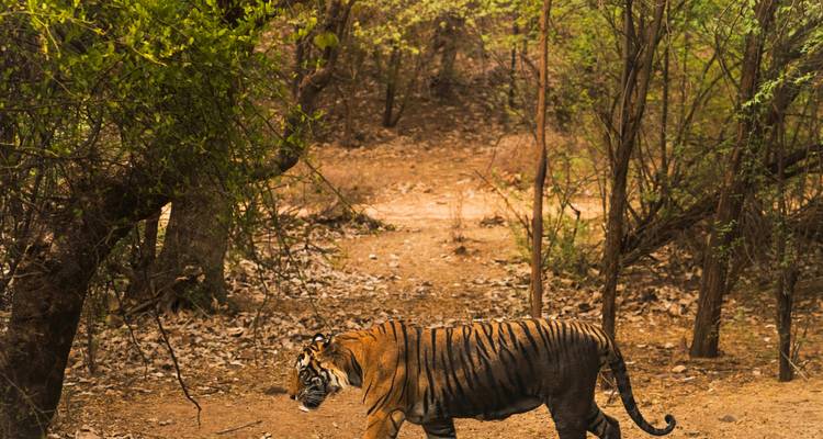 Un tigre de Bengala camina por un sendero del bosque cubierto de hojas secas en Ranthambore.