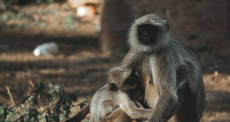 Madre langur gris acurruca a su bebé en la luz moteada del bosque.