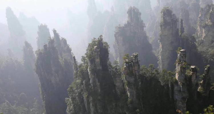 Pilares de arenisca envueltos en niebla y cubiertos de follaje verde que se elevan en el Parque Nacional Forestal de Zhangjiajie.