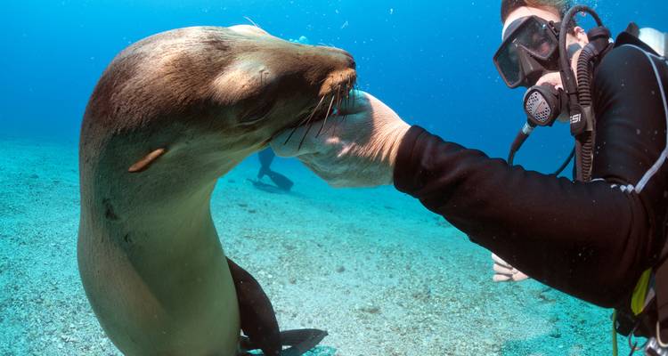 Duiker die voorzichtig een nieuwsgierige zeeleeuw aanraakt in helder blauw water
