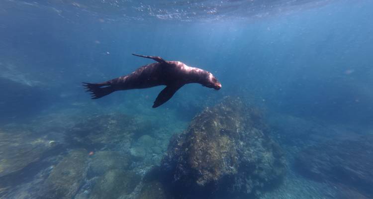Enkele zeeleeuw die gracieus onderwater zwemt boven rotsachtige zeebodem