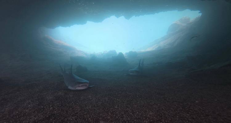 Schemerige onderwater grotscène met twee rustende haaien op de zanderige bodem en een blauwe opening erboven