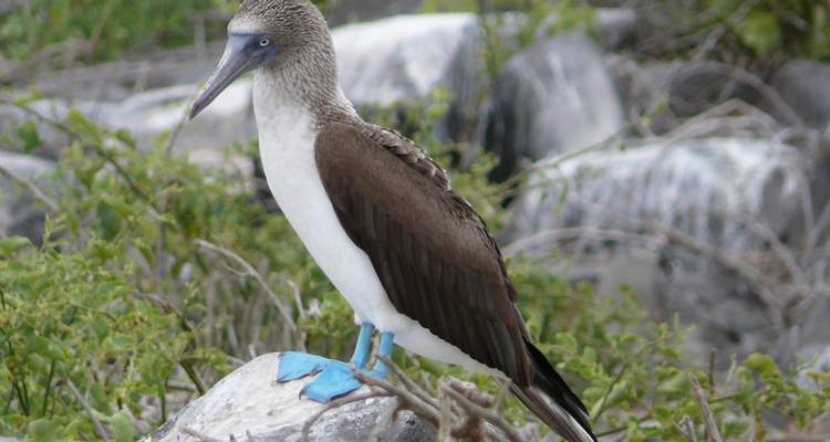 Blauwpootgent vogel staand op een rots omringd door groen gebladerte