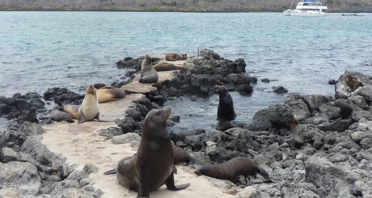 Groep zeeleeuwen luierend op een rotsachtige pier die zich uitstrekt in turquoise water met een boot in de verte