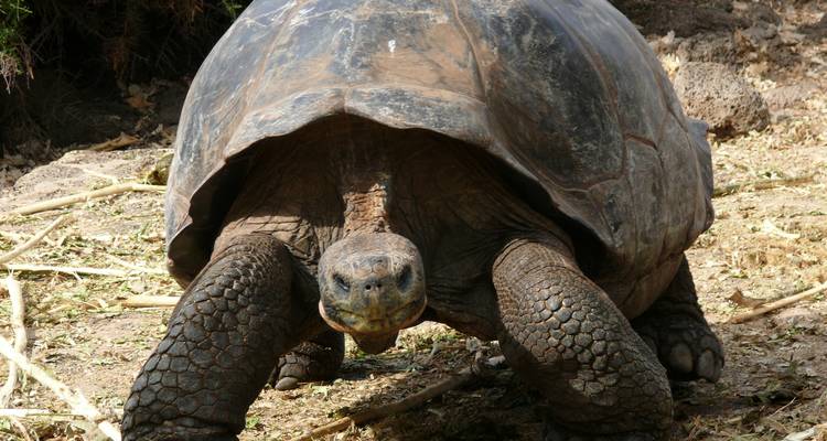 Dichtbij frontaal aanzicht van een reusachtige Galápagos schildpad lopend op droge grond