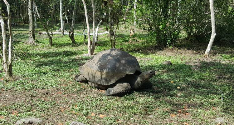 Grote schildpad die vrij rondloopt op grasrijke bosbodem omringd door slanke bomen