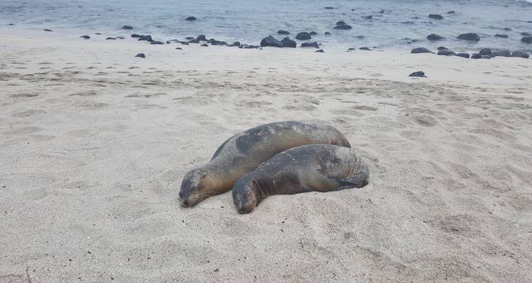 Twee zeeleeuwen die zij aan zij een dutje doen op een zanderig strand bij zachte branding