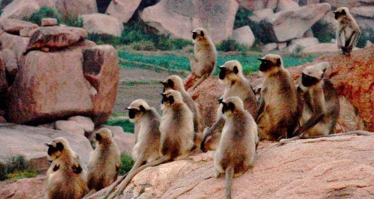 Troep grijze langoeraapjes zittend op roodachtige rotsblokken in een droog landschap
