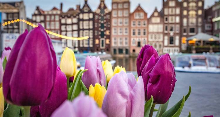 Vibrant tulips in the foreground with characteristic narrow canal houses blurred behind.