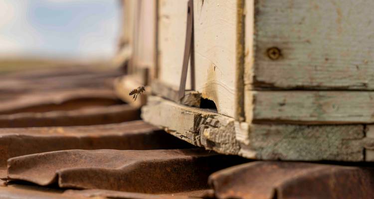 Gros plan d'une abeille planant près de l'entrée d'une ruche rustique en bois.