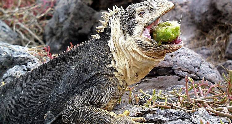 Iguane terrestre des Galápagos perché sur une roche volcanique croquant un fruit de figuier de Barbarie vert épineux.