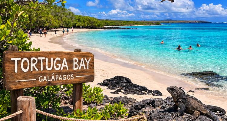 Turquoise waters and white sand of Tortuga Bay with a wooden sign reading 'Tortuga Bay Galapagos' and an iguana on black lava rock.