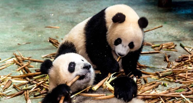 Two playful young pandas munching bamboo shoots amid scattered stalks