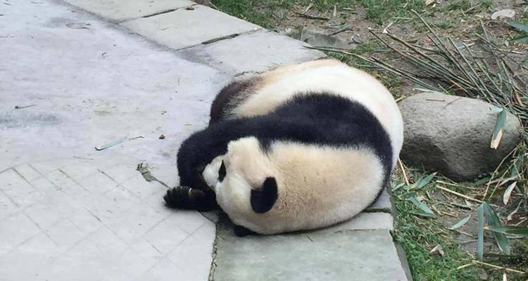 Panda curled up asleep beside bamboo leaves and stone path