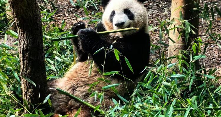 Content panda reclining amid bamboo shoots while nibbling a stalk