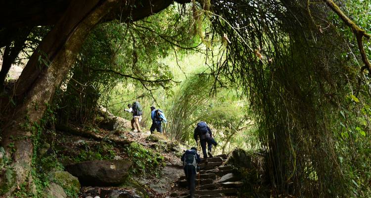 Hikers ascend stone steps through a lush green forest archway on the Annapurna trail.