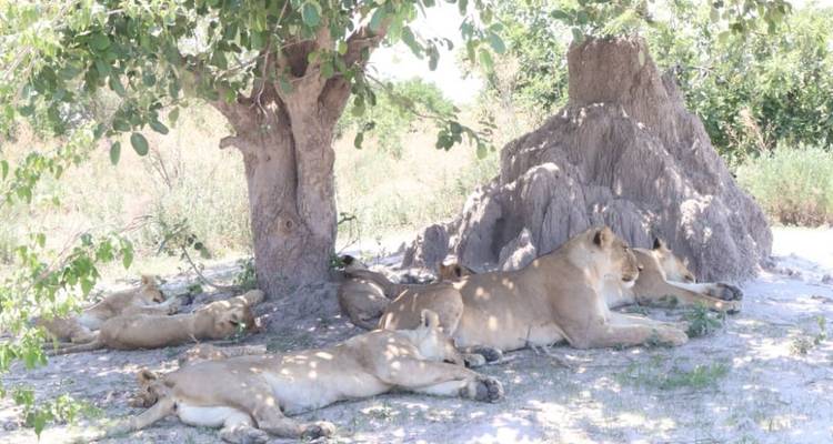 Löwin mit Jungen ruht im Schatten eines Baumes neben einem großen Termitenhügel.