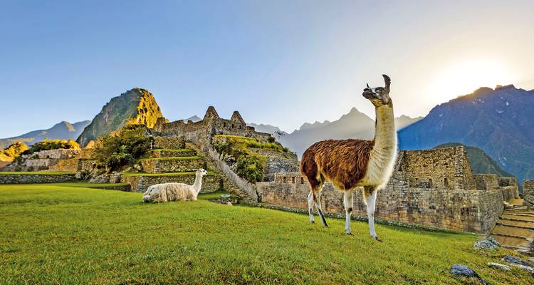 Iconisch uitzicht op de Machu Picchu ruïnes bij zonsopgang met lama's die grazen op de groene terrassen tegen mistige Andestoppen.