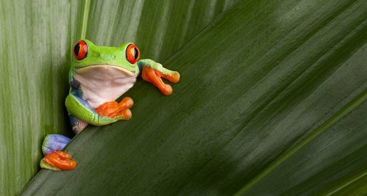 Close-up van een levendige roodogige boomkikker die een breed groen regenwoudblad vastgrijpt
