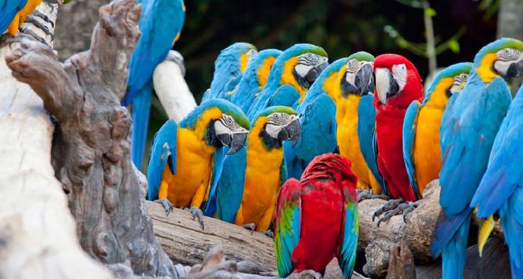 Groep felgekleurde ara's zittend samen op een gevallen oerwoudstam