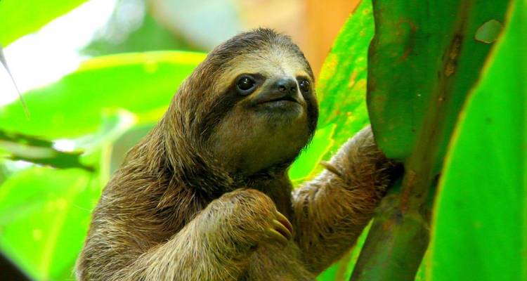 Drietenige luiaard ontspant tussen weelderige groene bladeren in het regenwoud