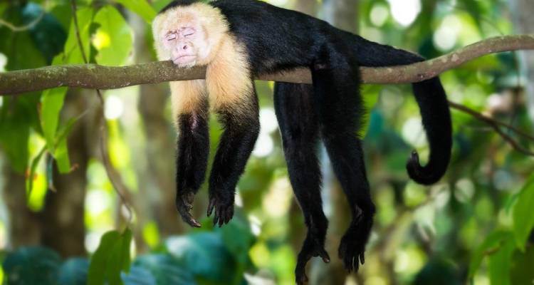 Witkopcapucijnaap slapend languit over een dunne jungletak