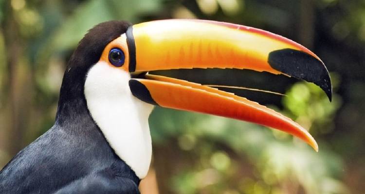Zijaanzicht van een toekan die zijn grote oranje en gele snavel toont