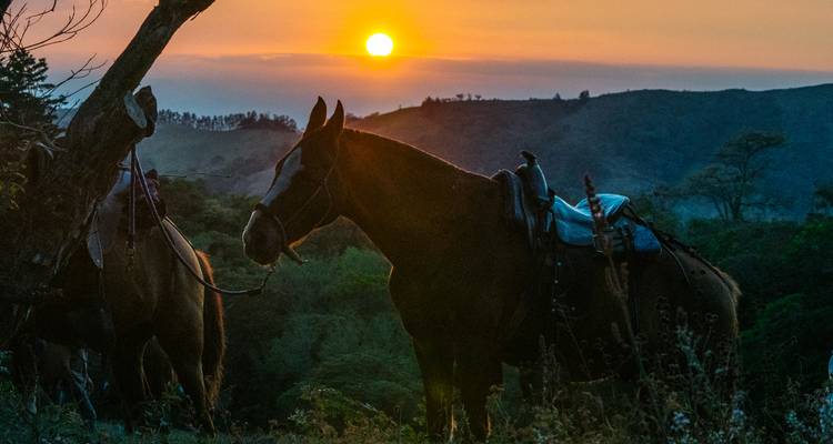 Ein Pferd im Schatten steht neben einem Baum bei Sonnenuntergang über hügeligem Land.