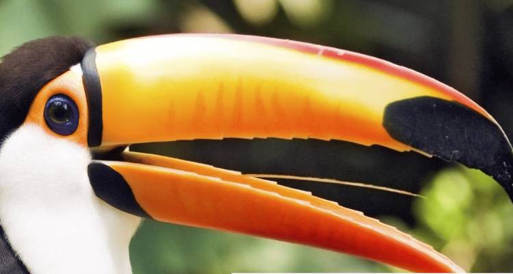 Nahaufnahme eines Tukankopfes mit leuchtendem orange- und gelbem Schnabel vor unscharfem Laubwerk.
