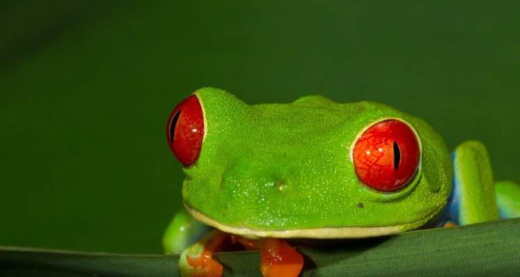 Plan macro d'une rainette aux yeux rouges qui dépasse du bord d'une feuille verte