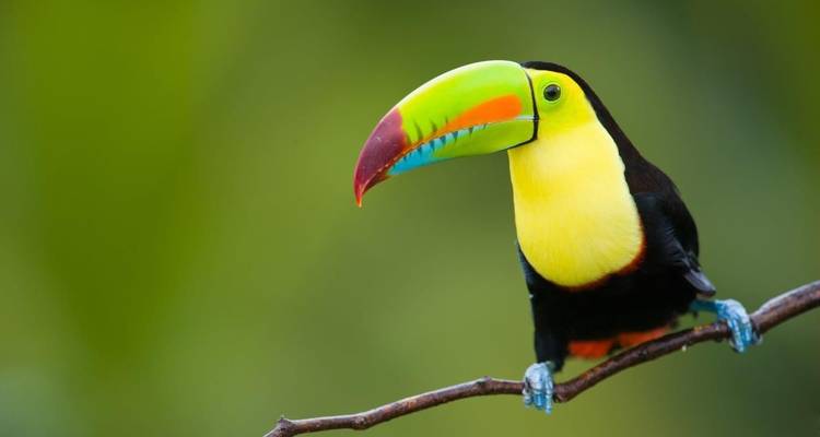 Toucan à bec coloré perché sur une branche fine sur un arrière-plan vert flou