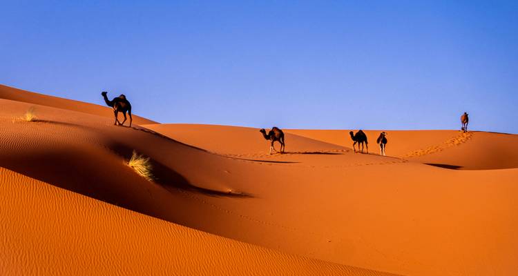 Kameelkaravaan trekt door golvende oranje duinen van de Sahara onder een wolkenloze blauwe hemel.