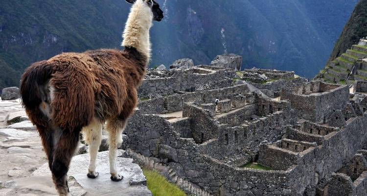Lama debout sur une terrasse de pierre surplombant les anciens murs de pierre et terrasses du Machu Picchu
