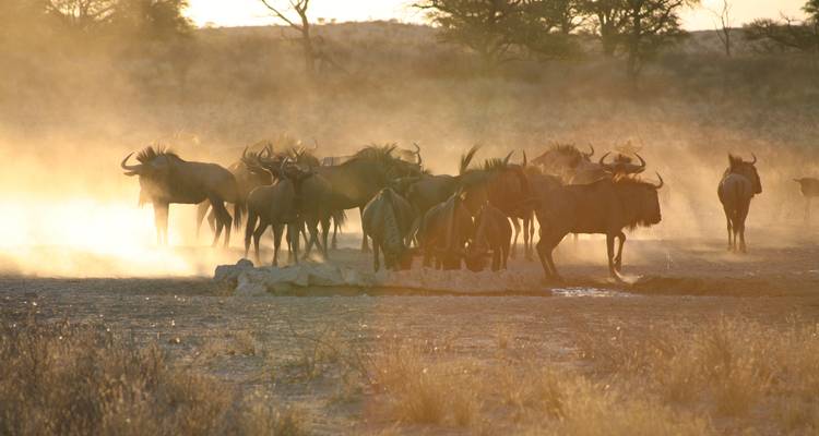 Kudde gnoes schoppen goudkleurig stof op bij zonsondergang op de Afrikaanse vlaktes.