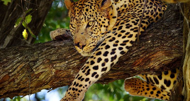 A leopard lounges on a tree branch, its golden eyes and rosette coat sharply in focus.