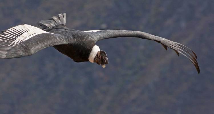 Andean condor gliding with outstretched wings against a blurred mountainous backdrop