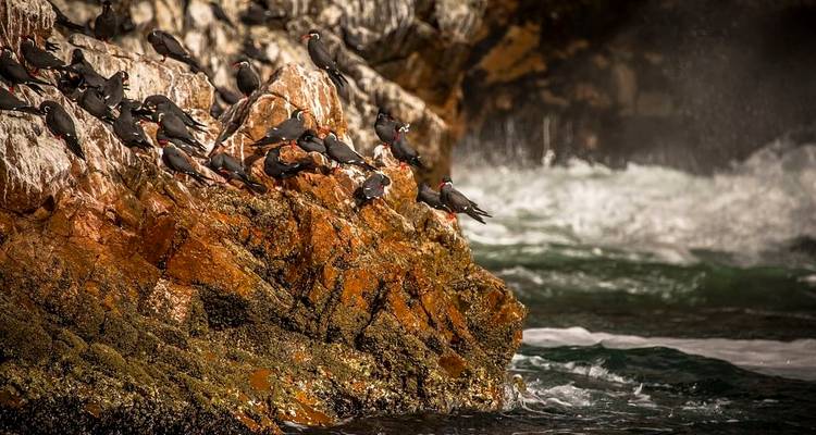 Flock of black and red-beaked birds perched on orange sea cliffs with crashing waves below