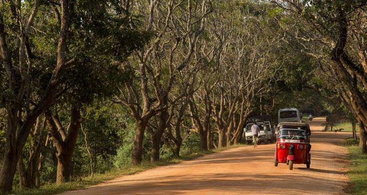 Stoffige landweg omzoomd met kaalgetakte bomen waar kleurrijke tuk-tuks rijden onder warm middaglicht.