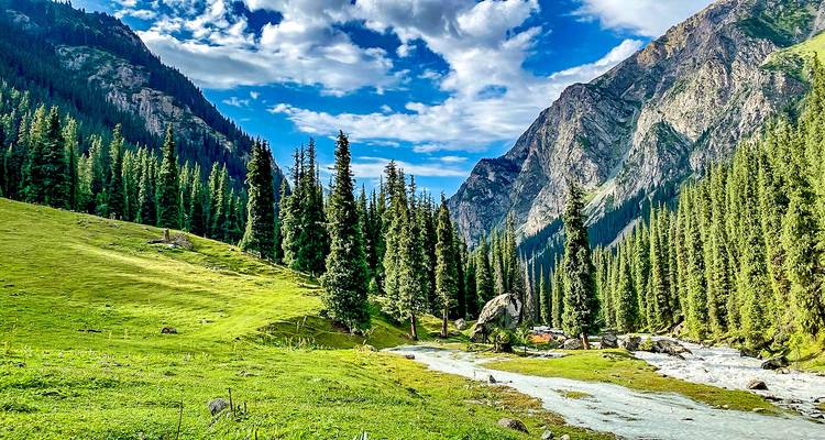 Pradera alpina exuberante con abetos altos y desfiladero rocoso dramático bajo cielo azul en Kirguistán