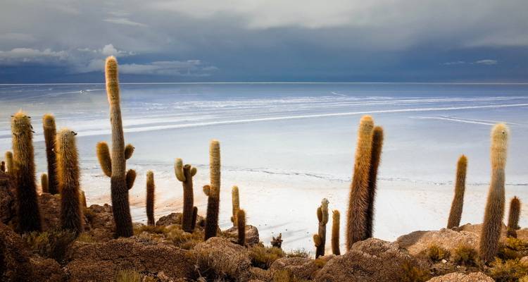 Grands cactus sur l'île d'Incahuasi surplombant l'étendue d'un blanc éclatant du désert de sel Salar de Uyuni en Bolivie sous des nuages dramatiques.