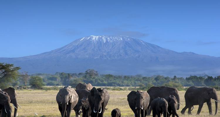 Grote olifantenkudde op de Amboseli-vlaktes met de majestueuze Kilimanjaro die erachter oprijst.