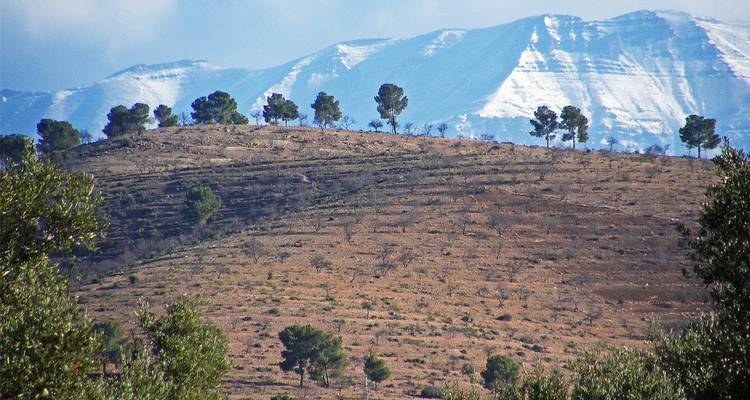Ladera árida salpicada de pequeños árboles situada ante distantes crestas con vetas de nieve de la cordillera del Atlas.