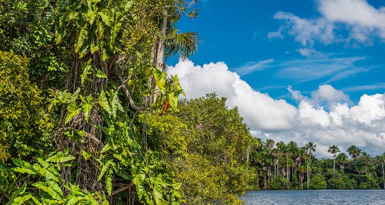 Denso follaje de la selva amazónica encontrándose con un río tranquilo bajo un cielo tropical azul brillante.